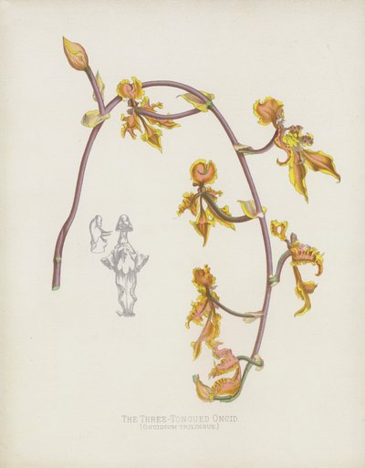 De Drie-Tongige Oncid, Oncidium Trilingue door English School